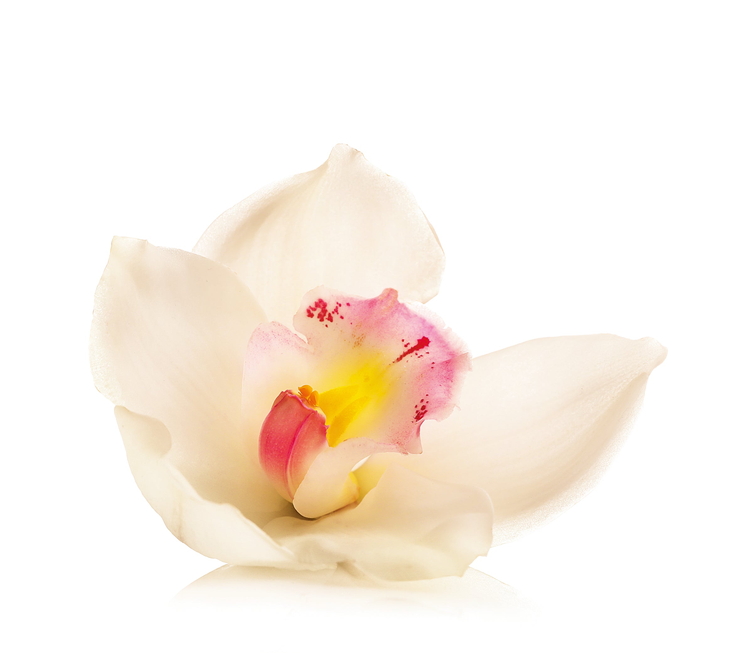 Weiße Orchideenblüte mit rosa-gelbem Zentrum vor hellem Hintergrund
